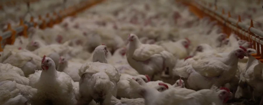 Broiler chickens in a shed